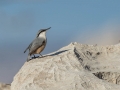 Skalni_brglez_Rock_Nuthatch_Sitta_Neumayer_Brglezi_Sittidae_03.jpg
