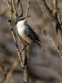 Skalni_brglez_Rock_Nuthatch_Sitta_Neumayer_Brglezi_Sittidae_04.jpg