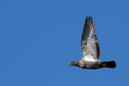 Skalni_golob_Rock_dove_Columba_livia_Golobi_Columbidae_03.jpg