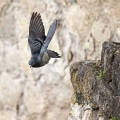 Skalni_golob_Rock_dove_Columba_livia_Golobi_Columbidae_07.jpg