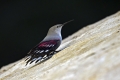 Skalni_plezalcek_Wallcreeper_Tiichodroma_muraria_Skalni_plezalcki_Tichodromadidae_05.jpg