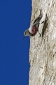 Skalni_plezalcek_Wallcreeper_Tiichodroma_muraria_Skalni_plezalcki_Tichodromadidae_10.jpg