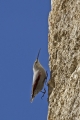 Skalni_plezalcek_Wallcreeper_Tiichodroma_muraria_Skalni_plezalcki_Tichodromadidae_11.jpg