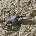 Skalni_plezalcek_Wallcreeper_Tiichodroma_muraria_Skalni_plezalcki_Tichodromadidae_12.jpg