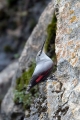 Skalni_plezalcek_Wallcreeper_Tiichodroma_muraria_Skalni_plezalcki_Tichodromadidae_16.jpg