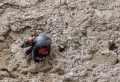 Skalni_plezalcek_Wallcreeper_Tiichodroma_muraria_Skalni_plezalcki_Tichodromadidae_17.jpg