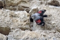 Skalni_plezalcek_Wallcreeper_Tiichodroma_muraria_Skalni_plezalcki_Tichodromadidae_18.jpg