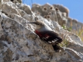 Skalni_plezalcek_Wallcreeper_Tiichodroma_muraria_Skalni_plezalcki_Tichodromadidae_23.jpg