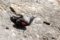Skalni_plezalcek_Wallcreeper_Tiichodroma_muraria_Skalni_plezalcki_Tichodromadidae_26.jpg