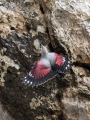 Skalni_plezalcek_Wallcreeper_Tiichodroma_muraria_Skalni_plezalcki_Tichodromadidae_27.jpg