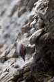 Skalni_plezalcek_Wallcreeper_Tiichodroma_muraria_Skalni_plezalcki_Tichodromadidae_28.jpg