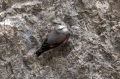 Skalni_plezalcek_Wallcreeper_Tiichodroma_muraria_Skalni_plezalcki_Tichodromadidae_31.jpg
