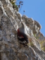 Skalni_plezalcek_Wallcreeper_Tiichodroma_muraria_Skalni_plezalcki_Tichodromadidae_34.jpg