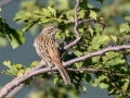 Skalni_strnad_Rock_bunting_19.jpg
