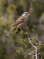 Skalni_strnad_Rock_bunting_23.jpg