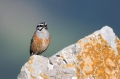 Skalni_strnad_Rock_bunting_26.jpg