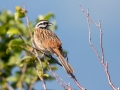 Skalni_strnad_Rock_bunting_27.jpg