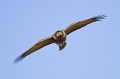 Skobec_Sparrowhawk_Accipiter_nisus_Orli_Accipitridae_13.jpg