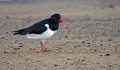 Skoljkarica_Oystercatcher_Haematopus_ostralegus_skoljkarice_Haematopodiade_03_28229.jpg