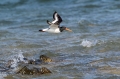 Skoljkarica_Oystercatcher_Haematopus_ostralegus_skoljkarice_Haematopodiade_06.jpg