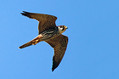Skrjancar_Hooby_Falco_subbuteo_Sokoli_Falconidae_03.jpg