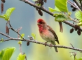 Skrlatec_Scarlet_Rosefinch_Carpodacus_erythrinus_Scinkavci_Fringillidae09.jpg