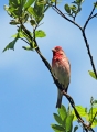 Skrlatec_Scarlet_Rosefinch_Carpodacus_erythrinus_Scinkavci_Fringillidae10.jpg