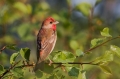 Skrlatec_Scarlet_Rosefinch_Carpodacus_erythrinus_Scinkavci_Fringillidae_18~0.jpg