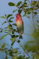 Skrlatec_Scarlet_Rosefinch_Carpodacus_erythrinus_Scinkavci_Fringillidae_19.jpg
