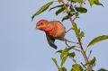 Skrlatec_Scarlet_Rosefinch_Carpodacus_erythrinus_Scinkavci_Fringillidae_21.jpg