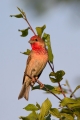 Skrlatec_Scarlet_Rosefinch_Carpodacus_erythrinus_Scinkavci_Fringillidae_23.jpg