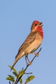 Skrlatec_Scarlet_Rosefinch_Carpodacus_erythrinus_Scinkavci_Fringillidae_25.jpg