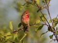 Skrlatec_Scarlet_Rosefinch_Carpodacus_erythrinus_Scinkavci_Fringillidae_28.jpg