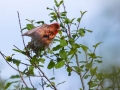Skrlatec_Scarlet_Rosefinch_Carpodacus_erythrinus_Scinkavci_Fringillidae_32.jpg