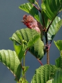 Skrlatec_Scarlet_Rosefinch_Carpodacus_erythrinus_Scinkavci_Fringillidae_35.jpg