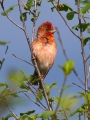 Skrlatec_Scarlet_Rosefinch_Carpodacus_erythrinus_Scinkavci_Fringillidae_36.jpg
