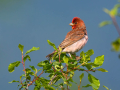 Skrlatec_Scarlet_Rosefinch_Carpodacus_erythrinus_Scinkavci_Fringillidae_38.jpg
