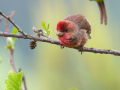 Skrlatec_Scarlet_Rosefinch_Carpodacus_erythrinus_Scinkavci_Fringillidae_39.jpg