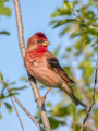 Skrlatec_Scarlet_Rosefinch_Carpodacus_erythrinus_Scinkavci_Fringillidae_40.jpg