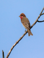Skrlatec_Scarlet_Rosefinch_Carpodacus_erythrinus_Scinkavci_Fringillidae_41.jpg