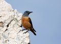 Slegur_Rock_thrush_Monticola_saxatilis_Drozgi_Turdidae_13.jpg