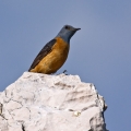 Slegur_Rock_thrush_Monticola_saxatilis_Drozgi_Turdidae_14.jpg