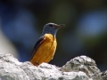 Slegur_Rock_thrush_Monticola_saxatilis_Drozgi_Turdidae_15.jpg