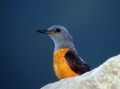 Slegur_Rock_thrush_Monticola_saxatilis_Drozgi_Turdidae_16.jpg