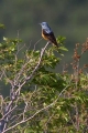 Slegur_Rock_thrush_Monticola_saxatilis_Drozgi_Turdidae_17.jpg