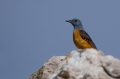 Slegur_Rock_thrush_Monticola_saxatilis_Drozgi_Turdidae_18.jpg