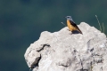 Slegur_Rock_thrush_Monticola_saxatilis_Drozgi_Turdidae_19.jpg