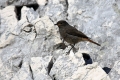 Smarnica_Black_redstart_Phoenicurus_ochruros_Drozgi_Turdidae_20.jpg