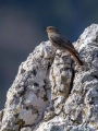Smarnica_Black_redstart_Phoenicurus_ochruros_Drozgi_Turdidae_21.jpg