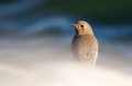 Smarnica_Black_redstart_Phoenicurus_ochruros_Drozgi_Turdidae_23.jpg